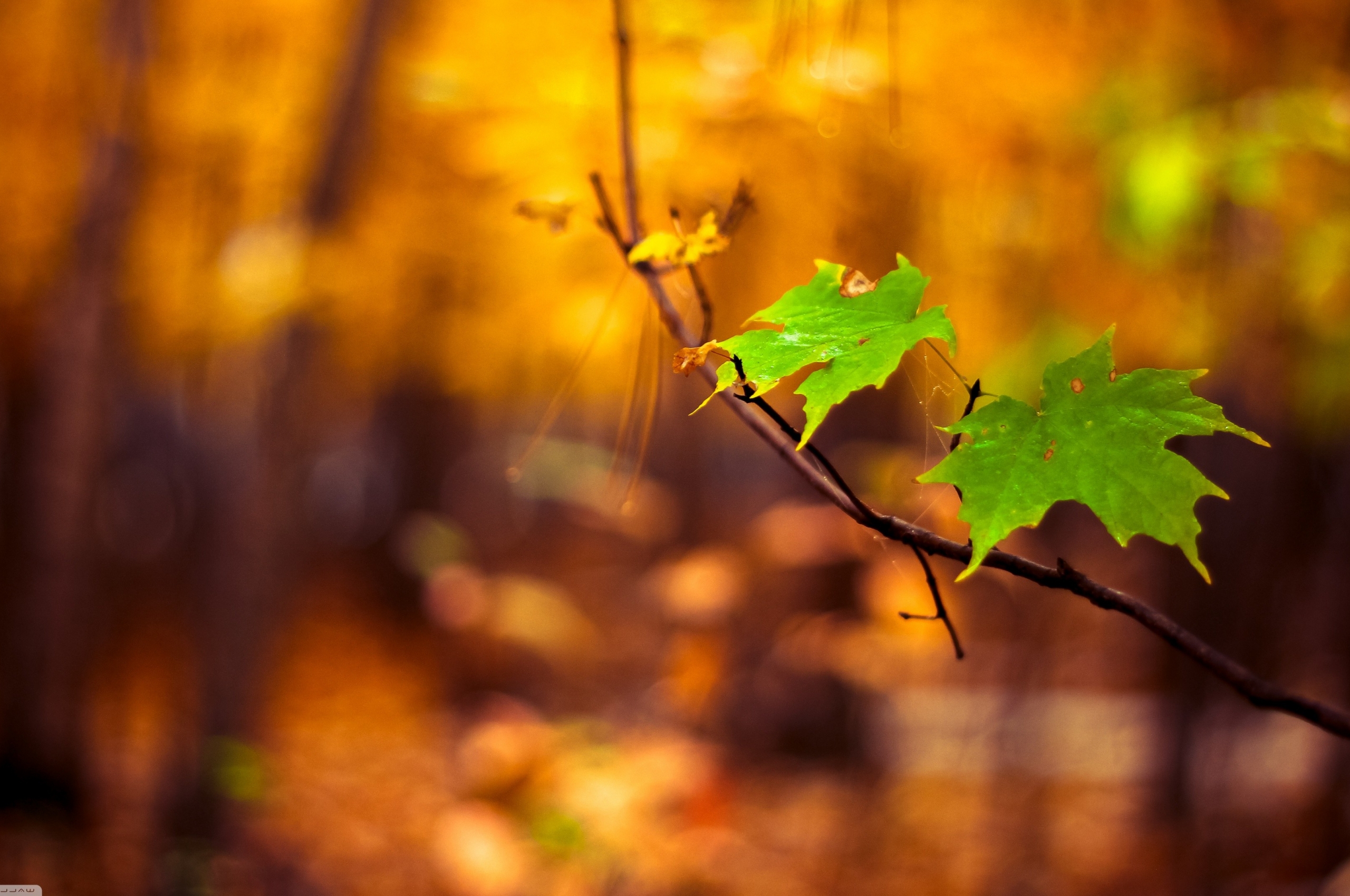 Nature Macro Leaves Blurred Wallpapers Hd Desktop And - Nature Blur Wallpaper Hd , HD Wallpaper & Backgrounds
