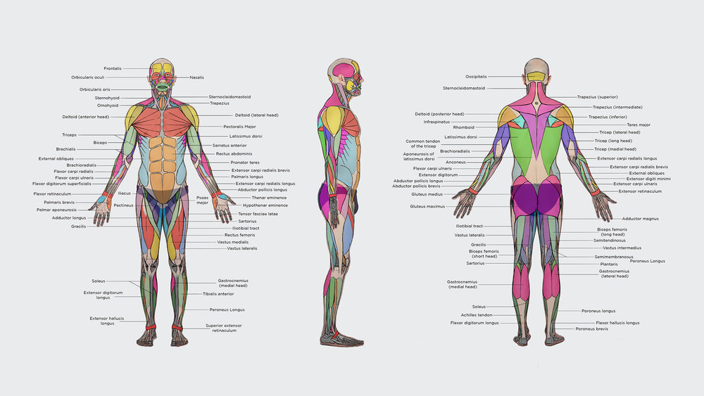 Anatomy 1920px , HD Wallpaper & Backgrounds