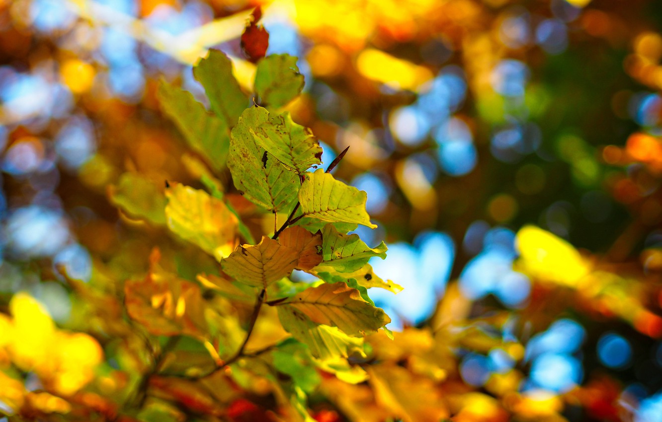 Photo Wallpaper Colorful, Nature, Autumn, Leaves, Macro, - 16:10 Aspect Ratio , HD Wallpaper & Backgrounds