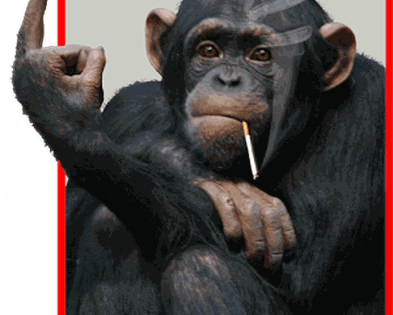 Funny Monkey Png , HD Wallpaper & Backgrounds