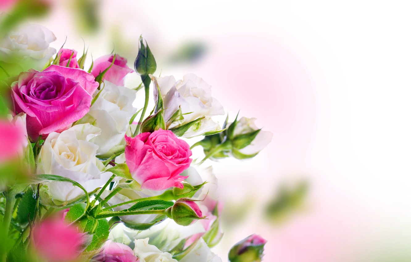 Photo Wallpaper Roses, White, Buds, Pink, Blossom, - Beautiful Rose White Flowers , HD Wallpaper & Backgrounds