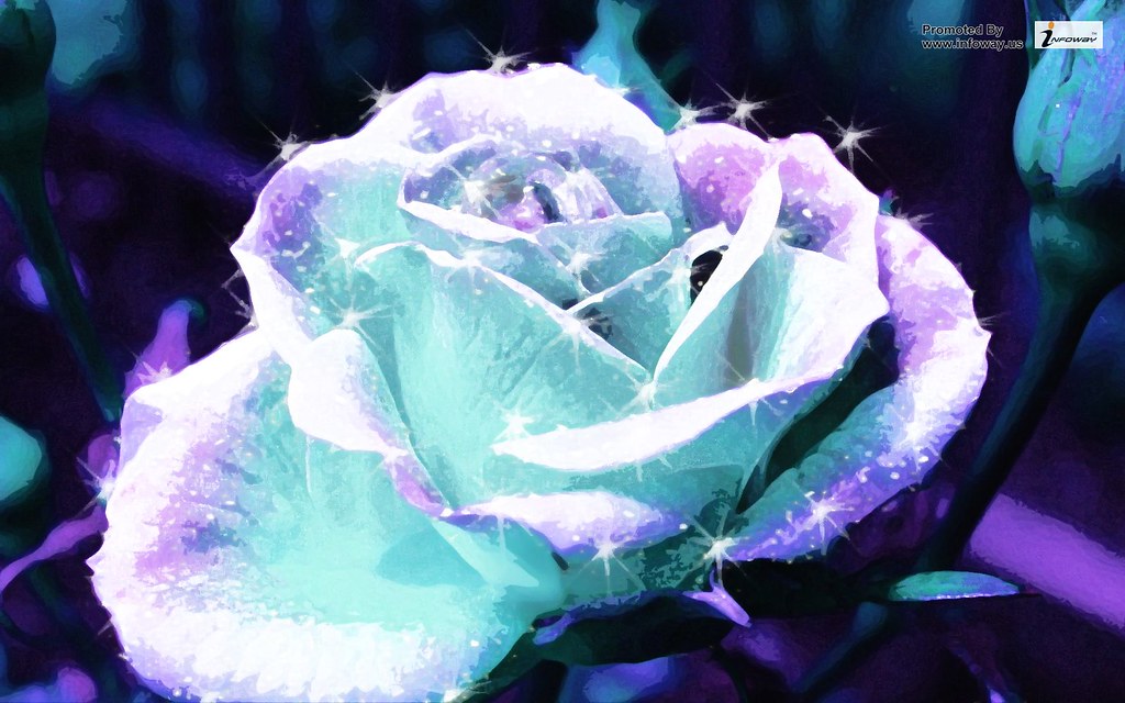 Beautiful Rose Wallpaper , HD Wallpaper & Backgrounds