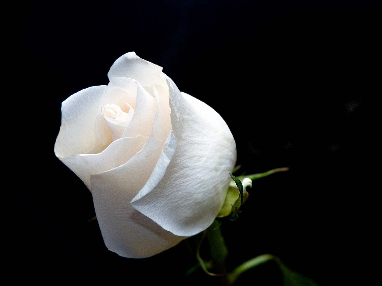 White Roses , HD Wallpaper & Backgrounds