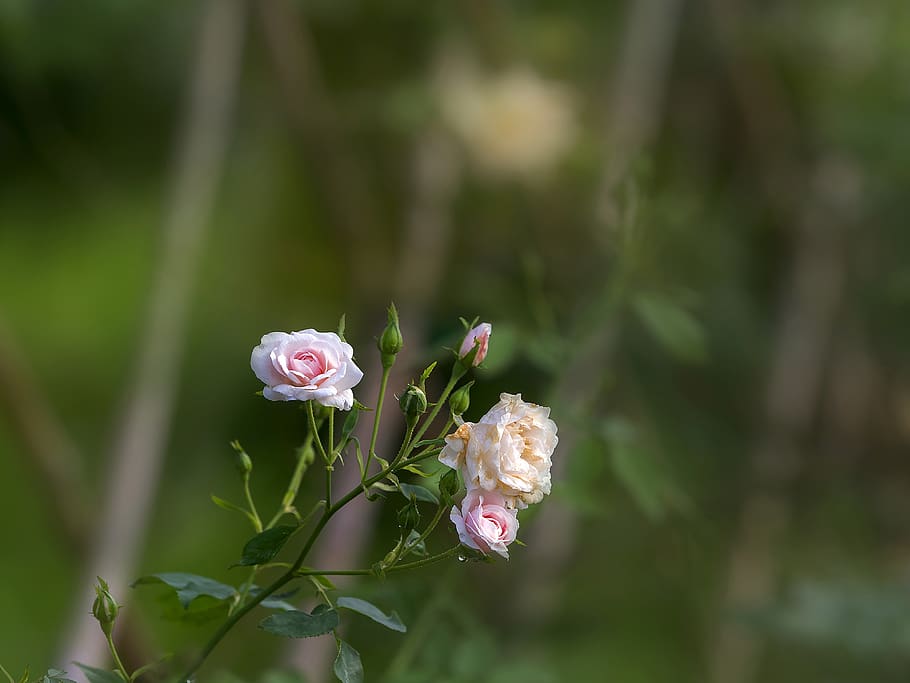 Rose, Rose In Garden, White Rose, Kinds Of Rose, Beautiful - Garden Roses , HD Wallpaper & Backgrounds