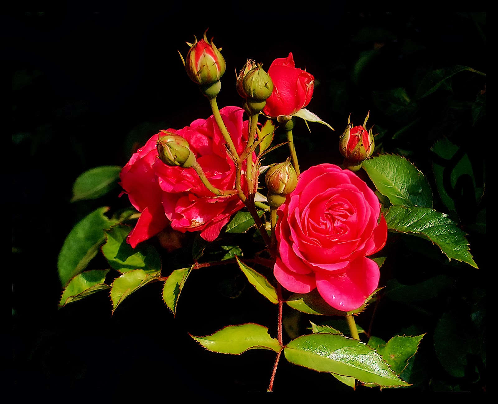 Mind Blowing Hd Red Rose Wallpaper ~ Allfreshwallpaper - Beautiful Roses , HD Wallpaper & Backgrounds