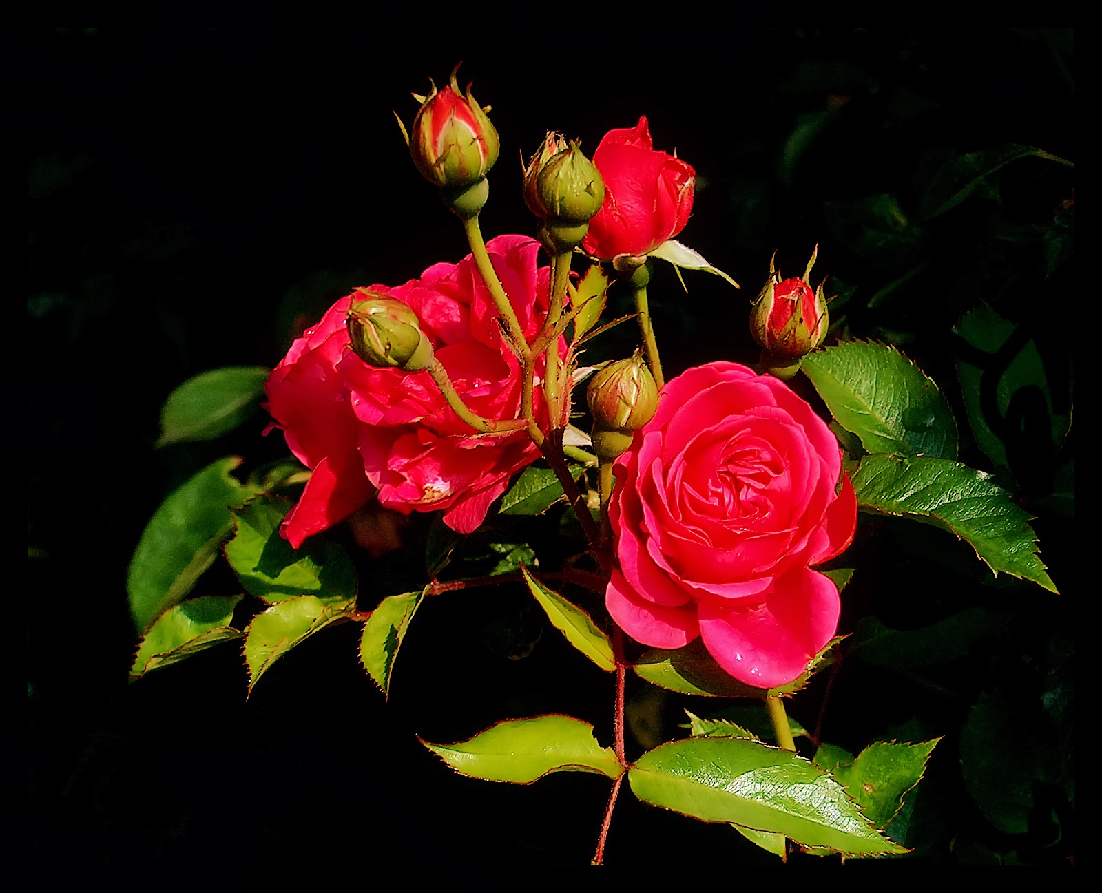 Mind Blowing Hd Red Rose Wallpaper ~ Allfreshwallpaper - Beautiful Roses , HD Wallpaper & Backgrounds