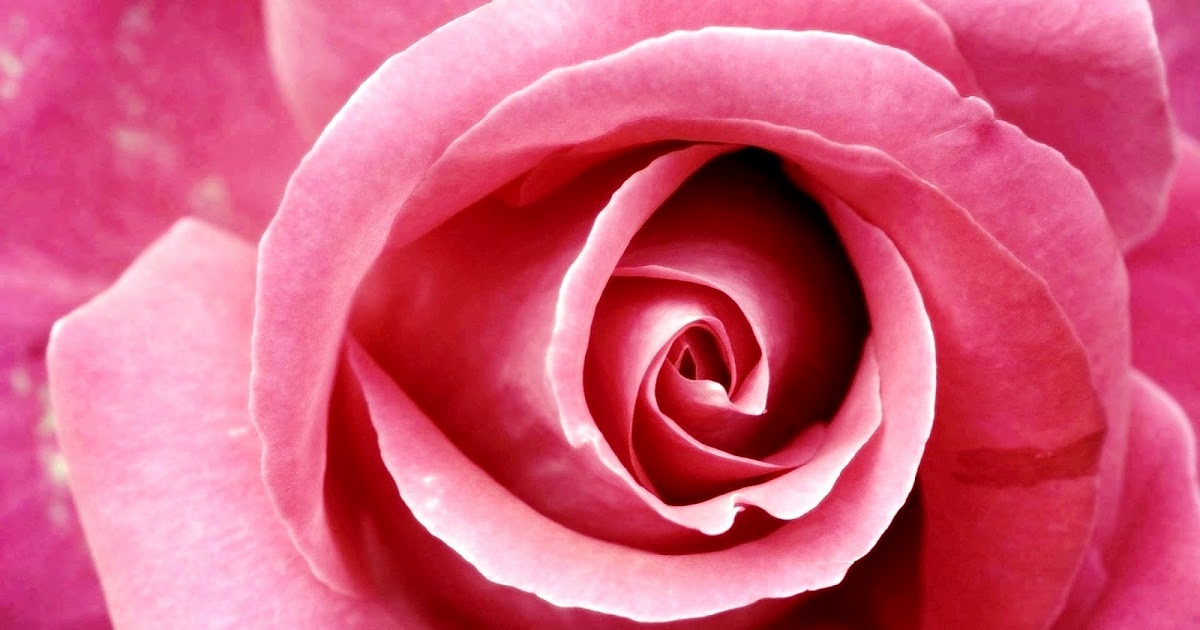 Beautiful Good Night Pink Rose , HD Wallpaper & Backgrounds