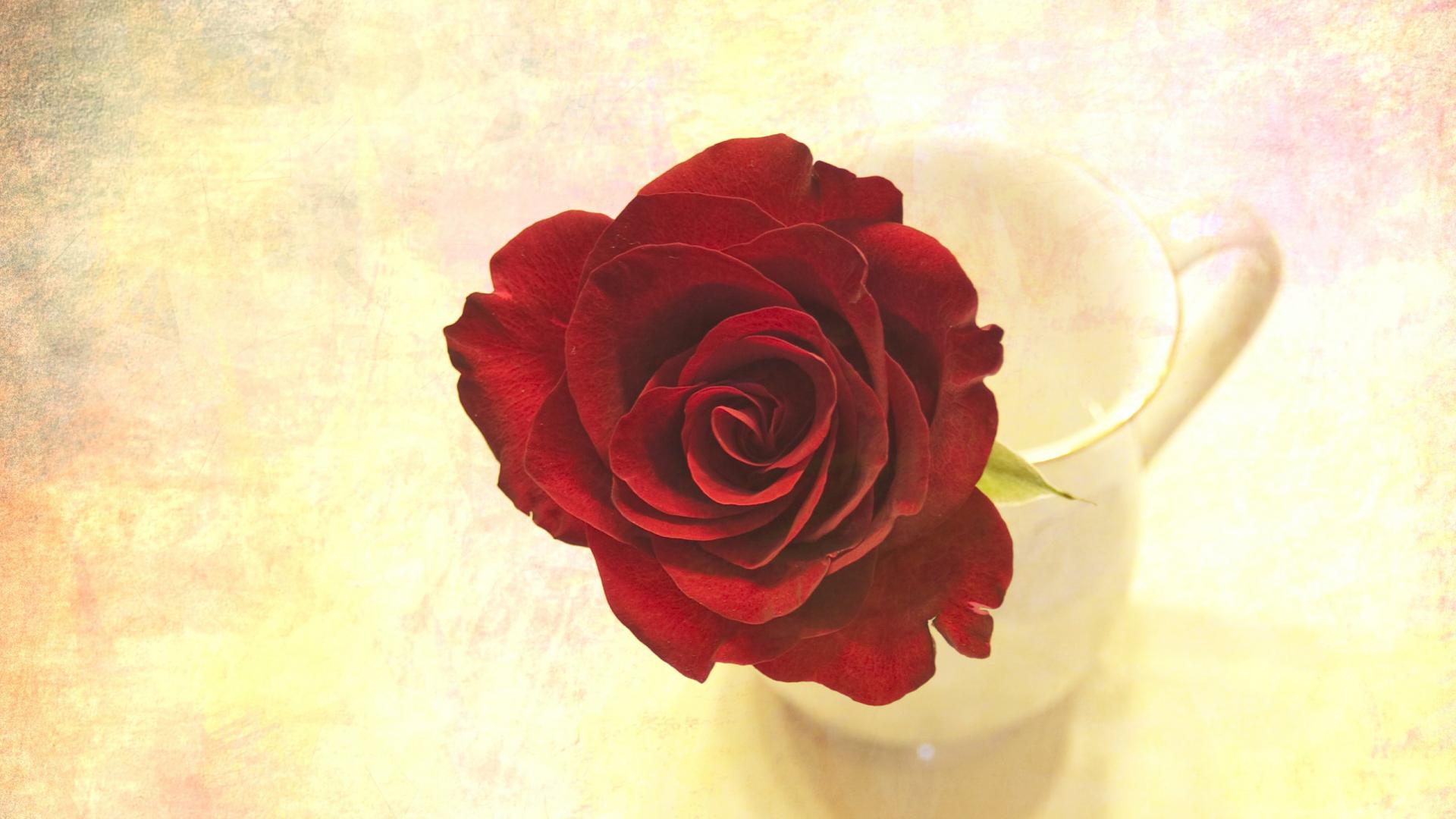 Rosa De San Valentin , HD Wallpaper & Backgrounds