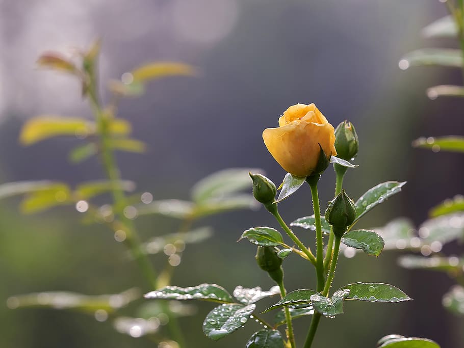 Rose, Rose In Garden, White Rose, Kinds Of Rose, Beautiful - Beyaz Gül Bahçesi , HD Wallpaper & Backgrounds