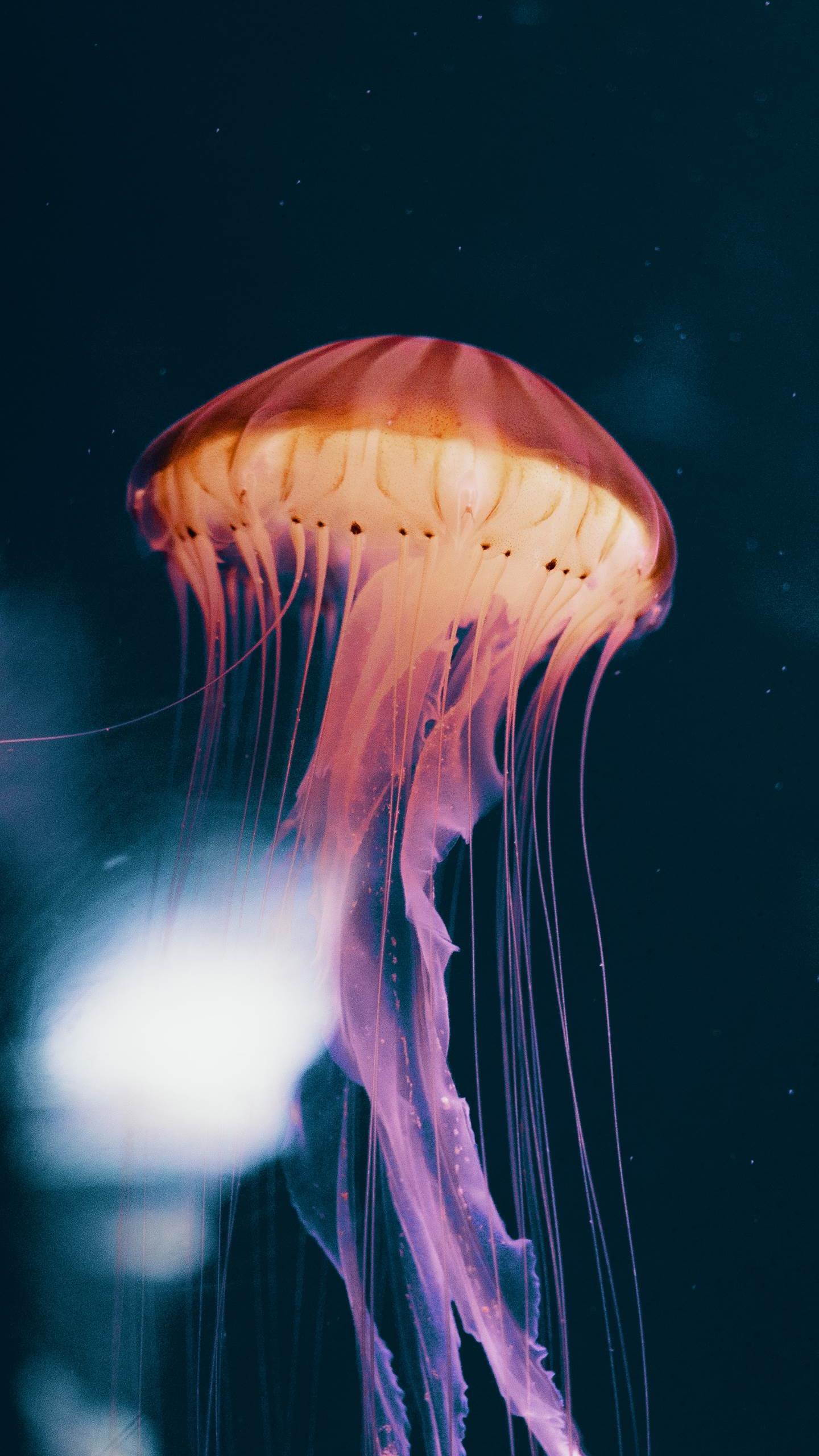 Pretty Backgrounds Jellyfish Iphone , HD Wallpaper & Backgrounds