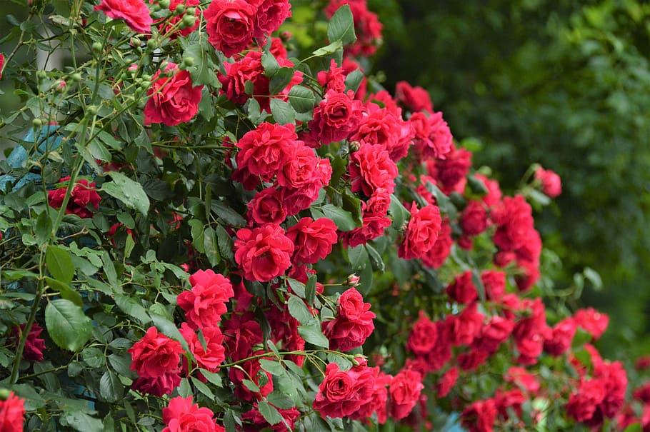 Rose, Flowers, Beautiful, Rose Garden, Red Rose, Bouquet, - Blaze Improved Climbing Rose , HD Wallpaper & Backgrounds