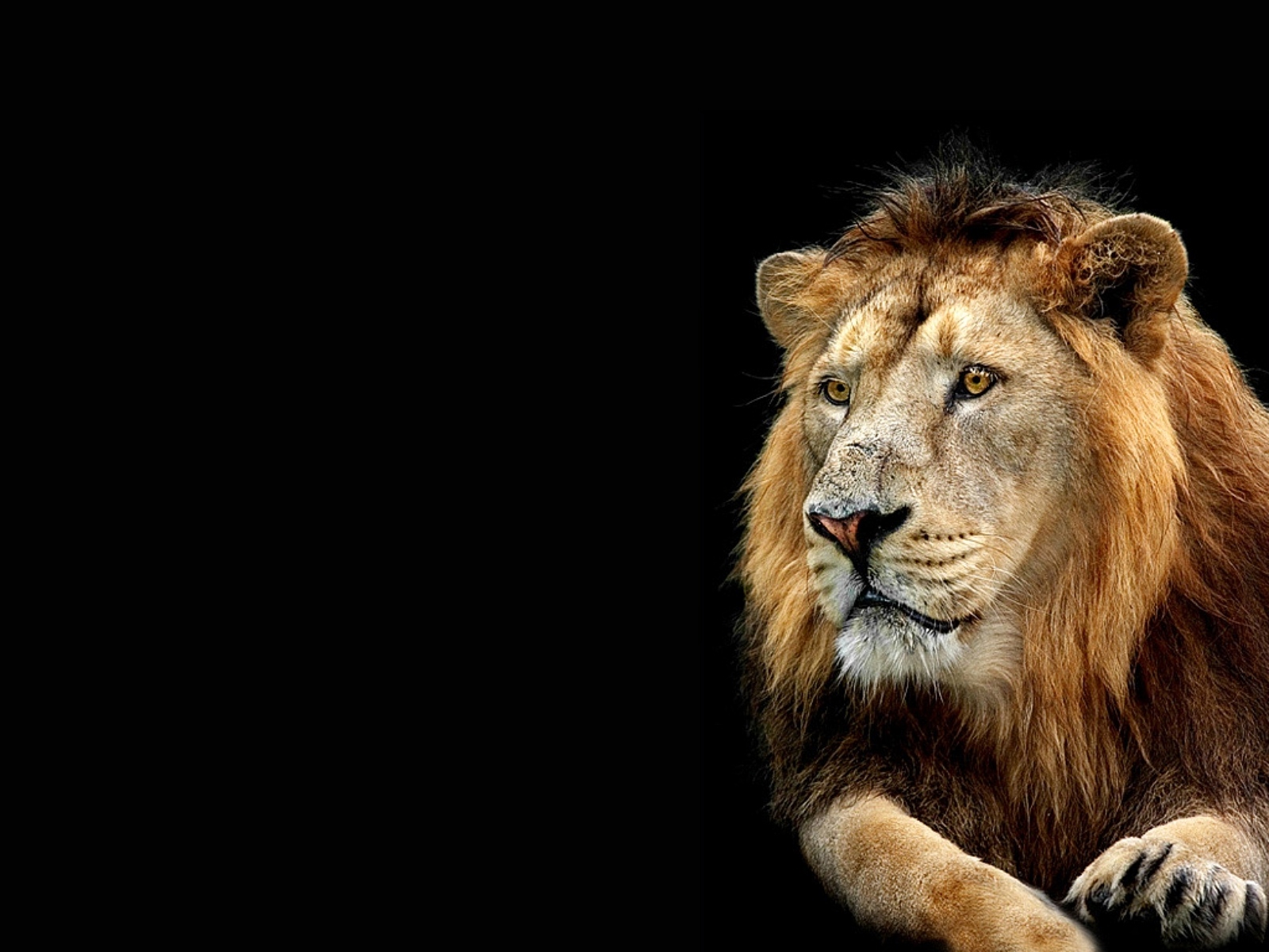 3d Lion Wallpaper - Full Hd Lion 3d , HD Wallpaper & Backgrounds