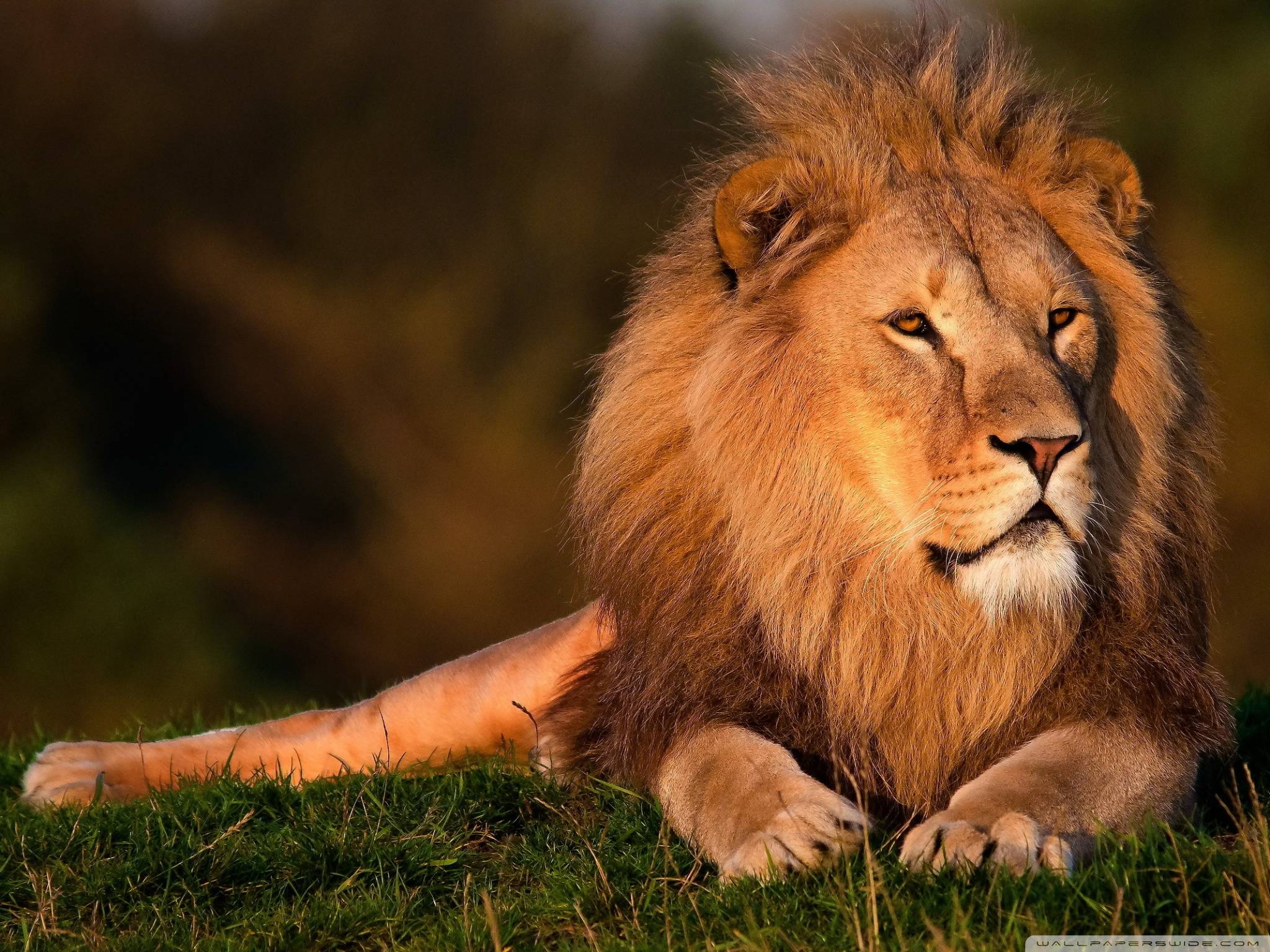 Lion Hd , HD Wallpaper & Backgrounds