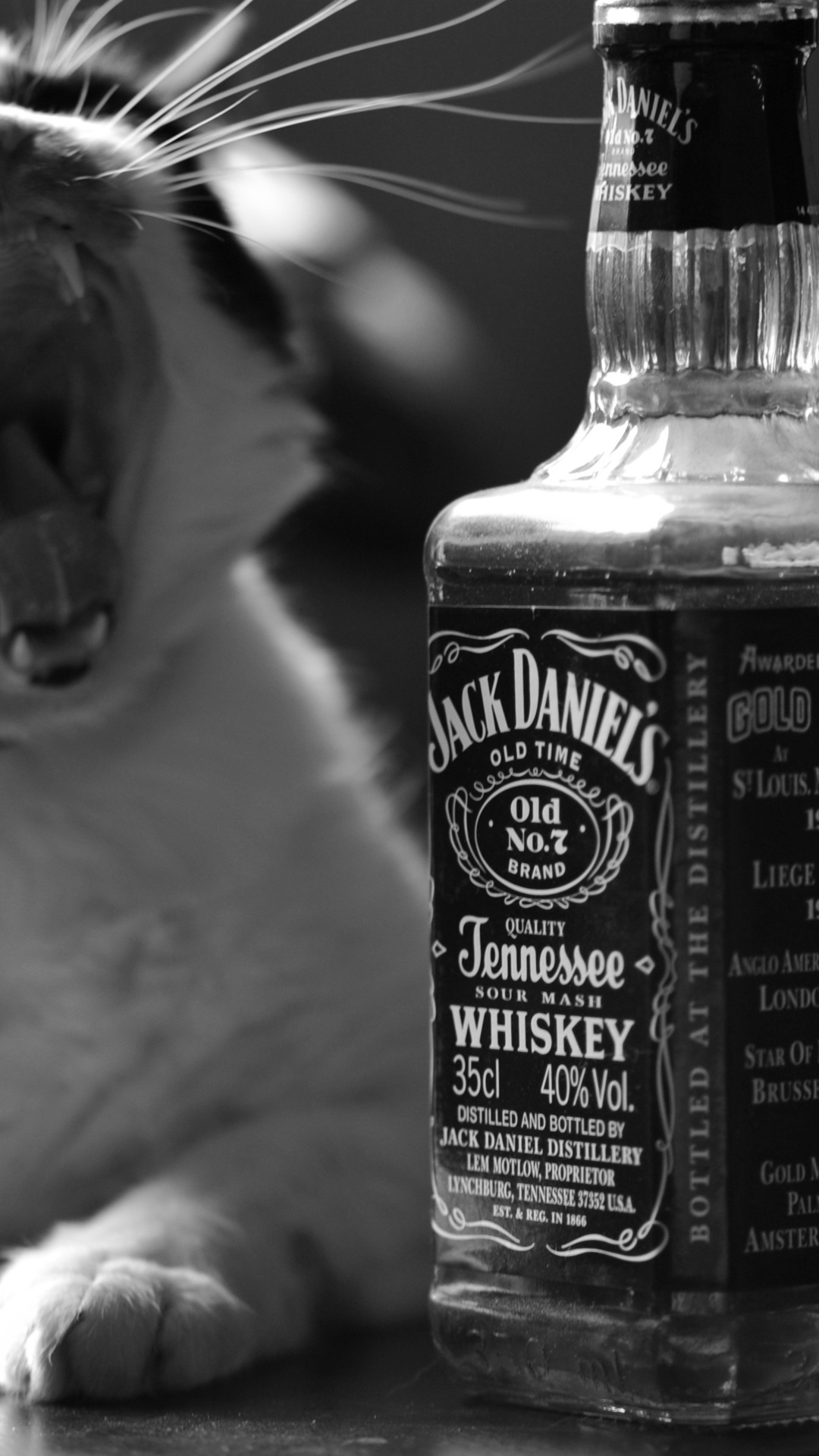 Black And White, Mouth, Alcohol, Whiskey, Cat, Jack - Jack Daniels Wallpaper Hd Iphone , HD Wallpaper & Backgrounds