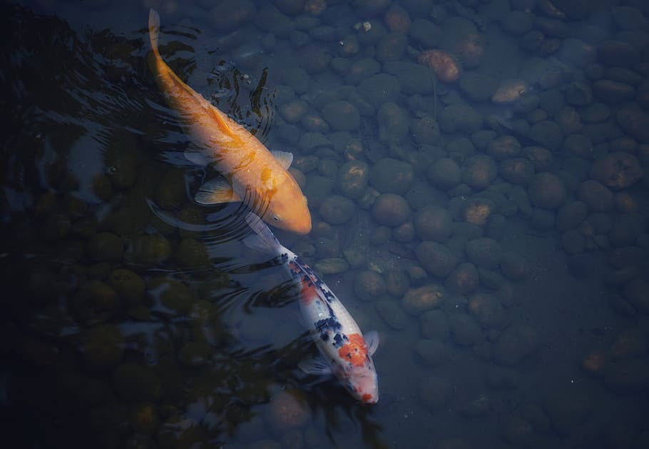 Two Koi Fish In Pond, Animal, Carp, Aquatic, Water, - Koi , HD Wallpaper & Backgrounds