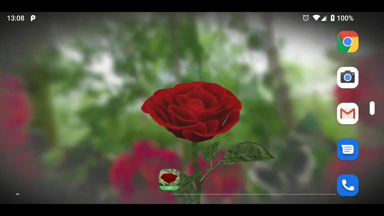 Garden Roses , HD Wallpaper & Backgrounds