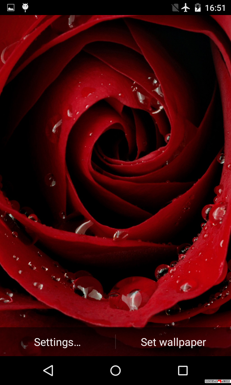 Rose With Droplets , HD Wallpaper & Backgrounds