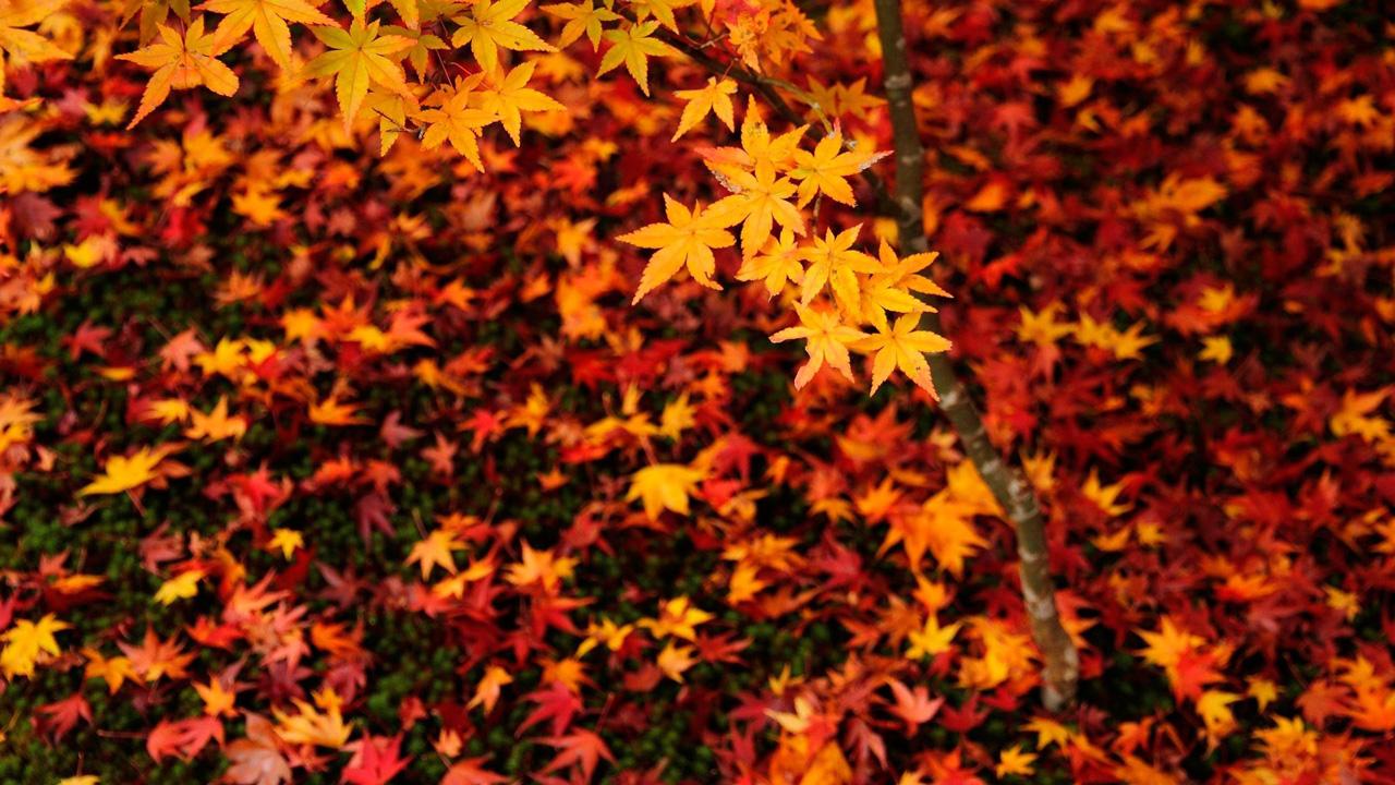 Autumn Live Wallpaper - خلفيات جوال فصل الخريف , HD Wallpaper & Backgrounds