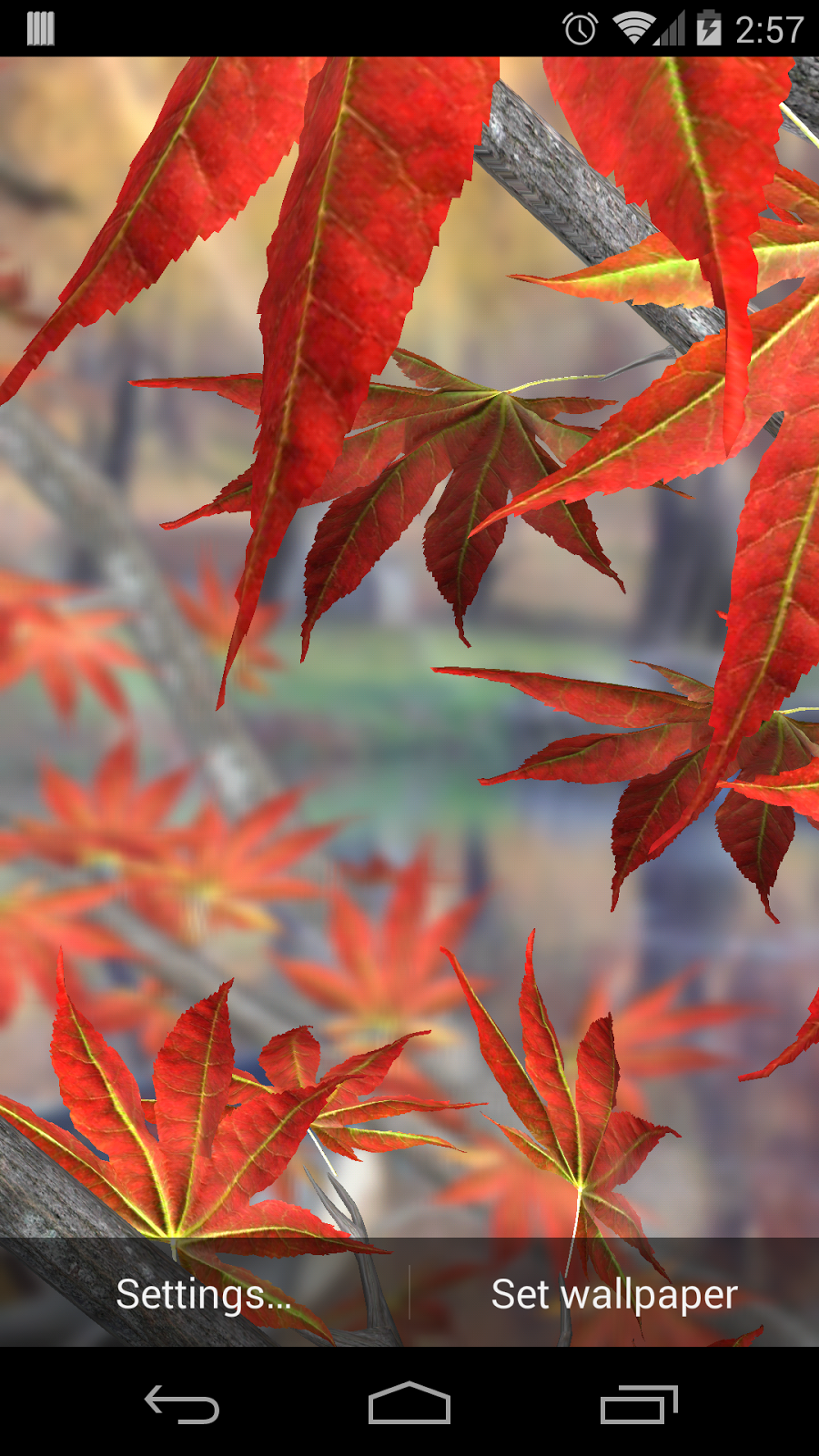 Maple Leaf , HD Wallpaper & Backgrounds