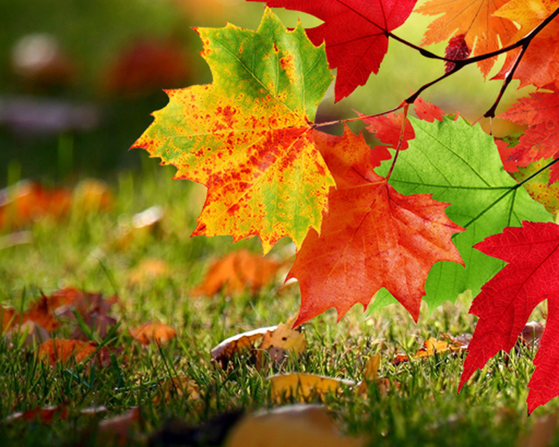 Fall Grass , HD Wallpaper & Backgrounds