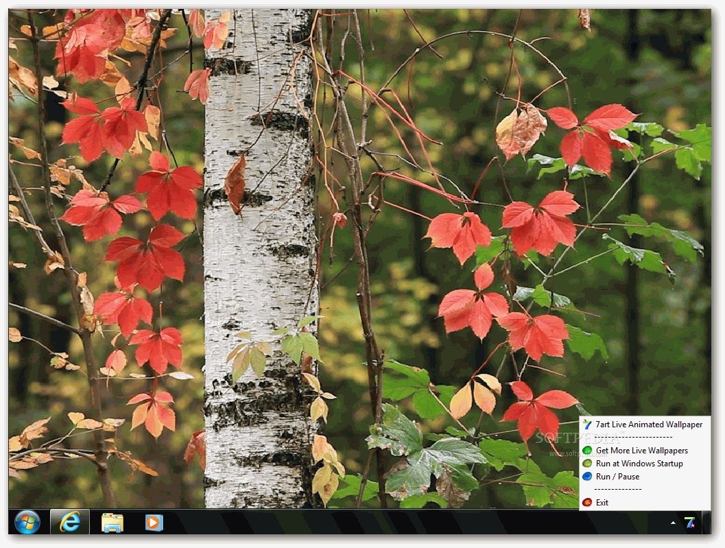 Autumn Landscape Hd Live Wallpaper Download - Canoe Birch , HD Wallpaper & Backgrounds
