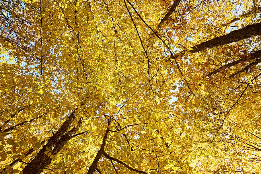Yellow, Autumn, Leaves, Tree, Branches, High, Live, - Sonbahar Sarı Olan Ağaçlar , HD Wallpaper & Backgrounds
