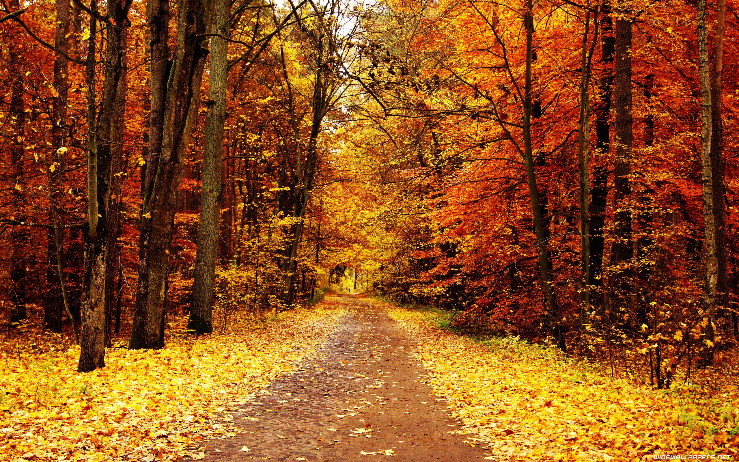 Autumn 
 Data-src /w/full/d/7/b/113483 - Autumn Trees , HD Wallpaper & Backgrounds