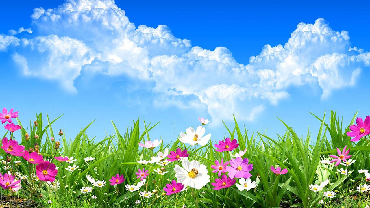 Flower Spring Live Wallpaper Android Apps On Google - Hình Nền Mùa Xuân , HD Wallpaper & Backgrounds