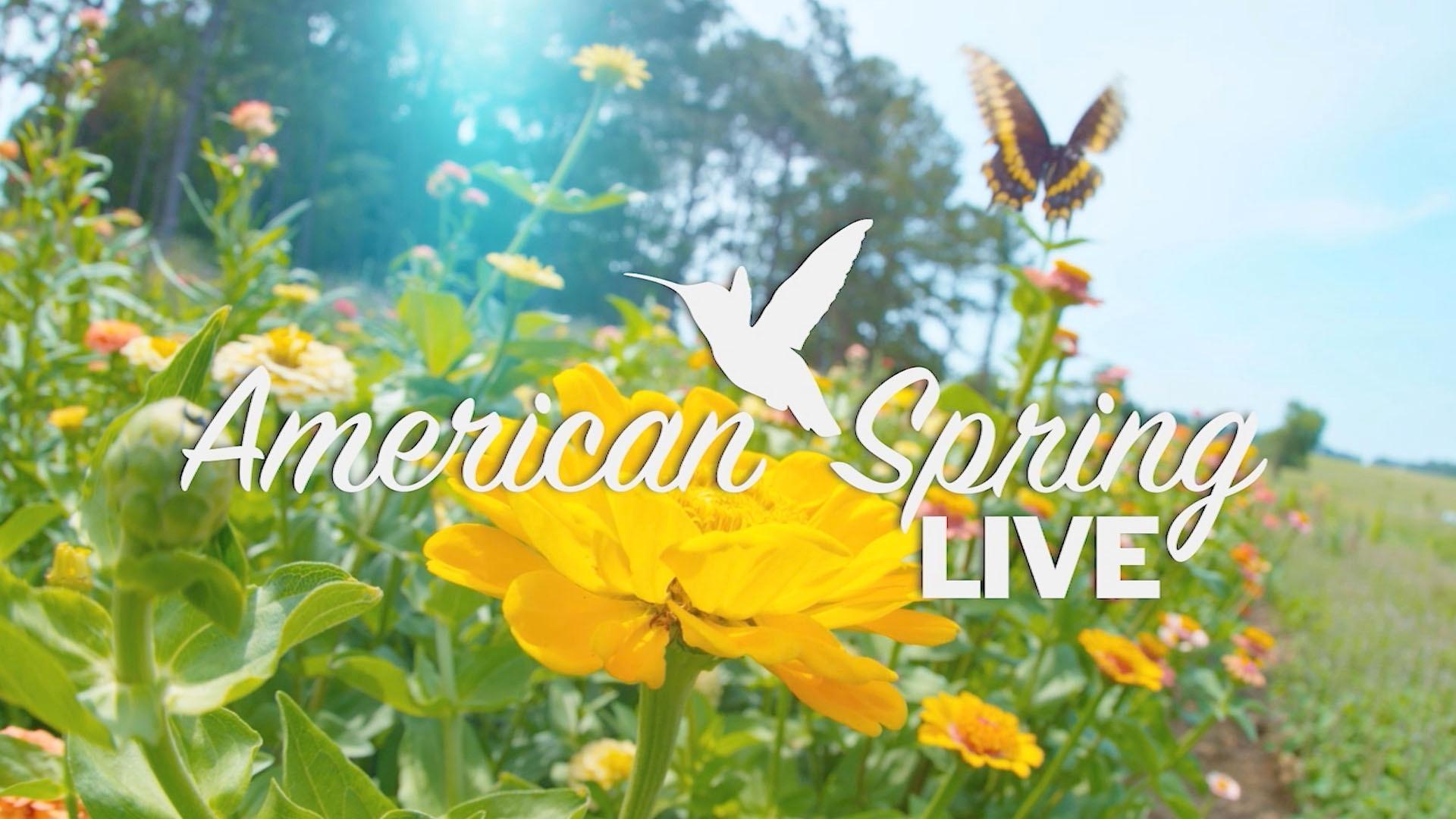 American Spring Live , HD Wallpaper & Backgrounds