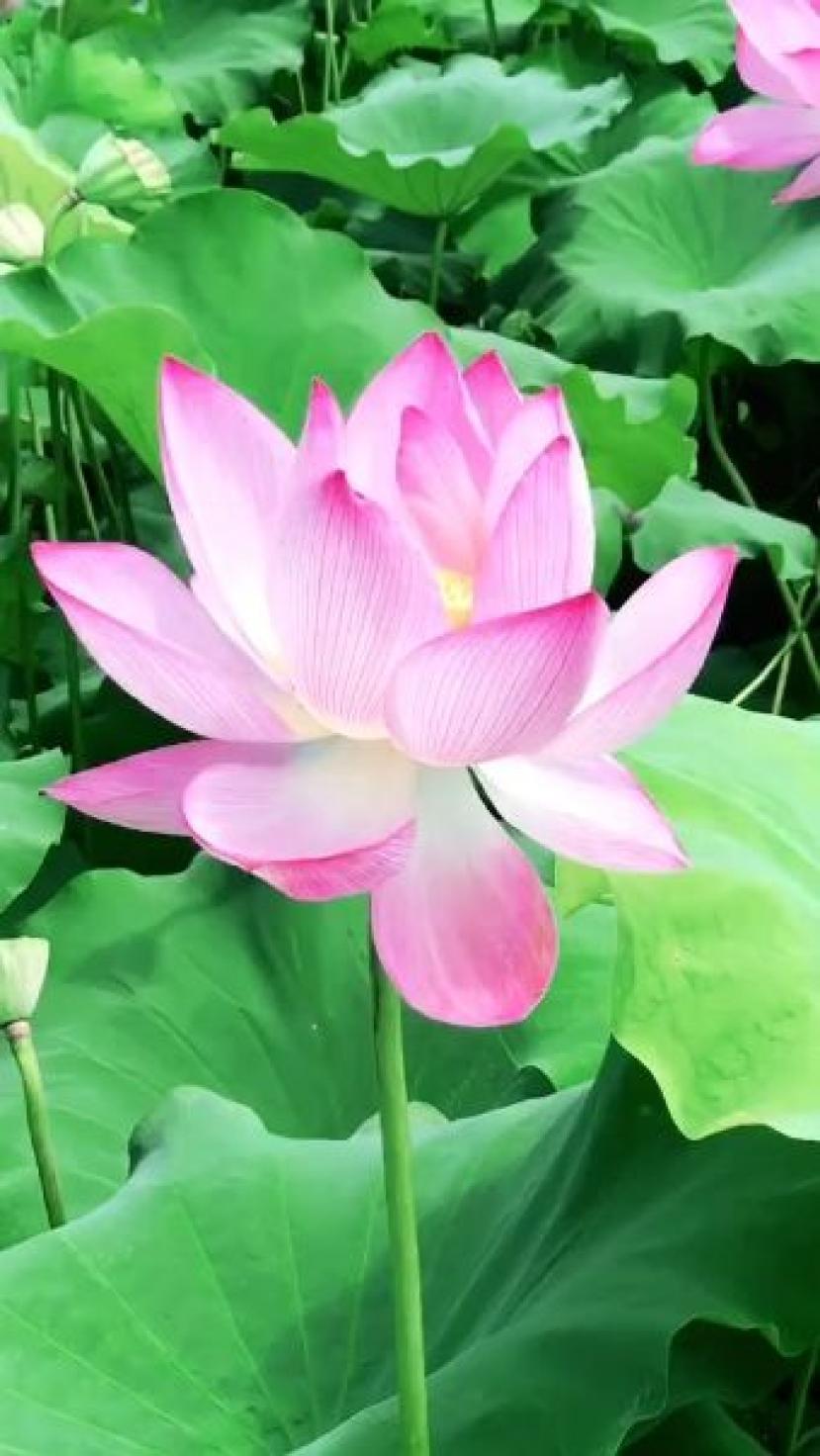 Wallpaper Bulb Glow Night Plant, Story - Sacred Lotus , HD Wallpaper & Backgrounds