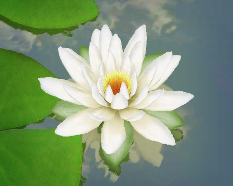 Lotus Lives , HD Wallpaper & Backgrounds