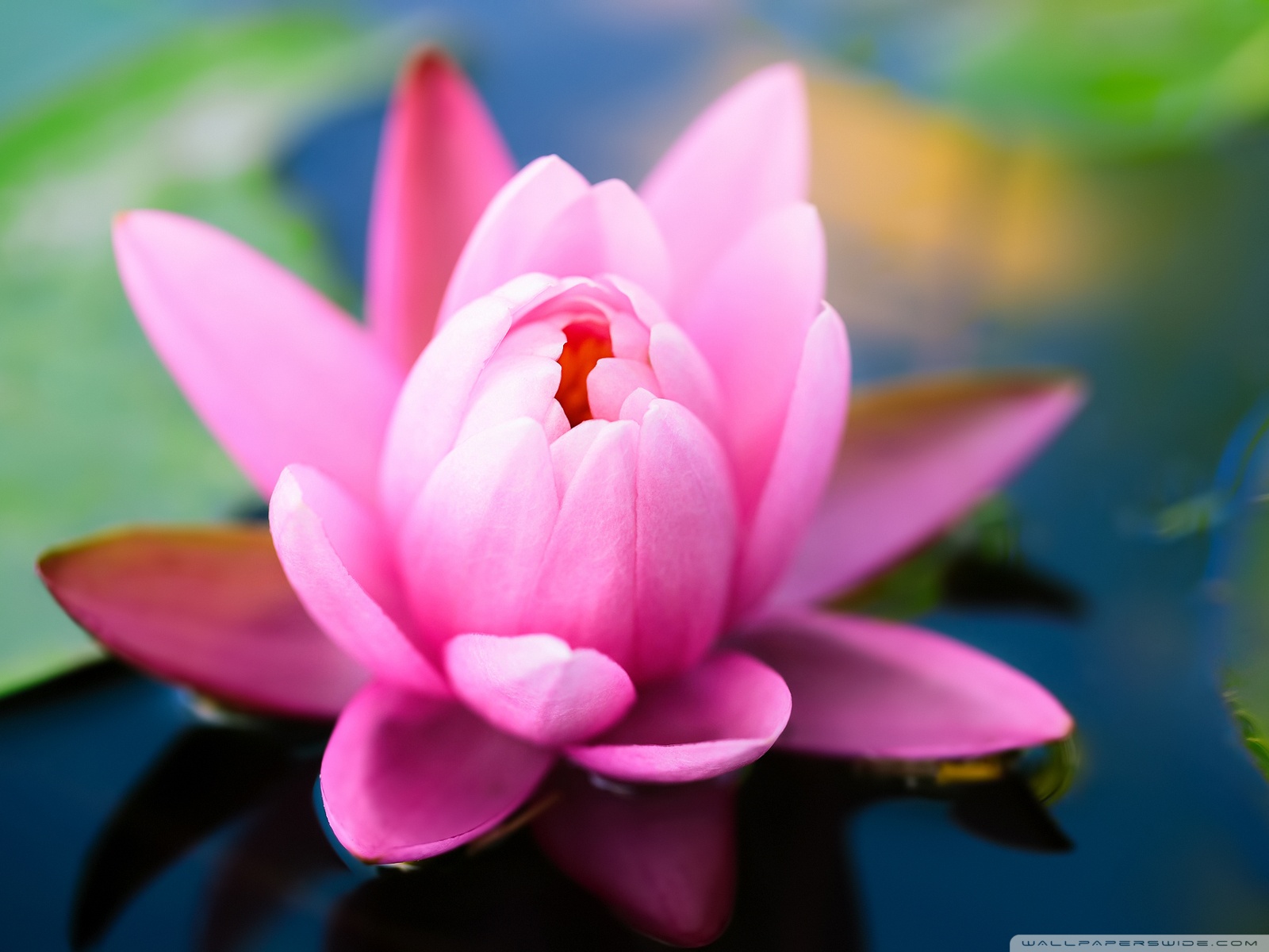 Water Reflection Lotus Flowers , HD Wallpaper & Backgrounds
