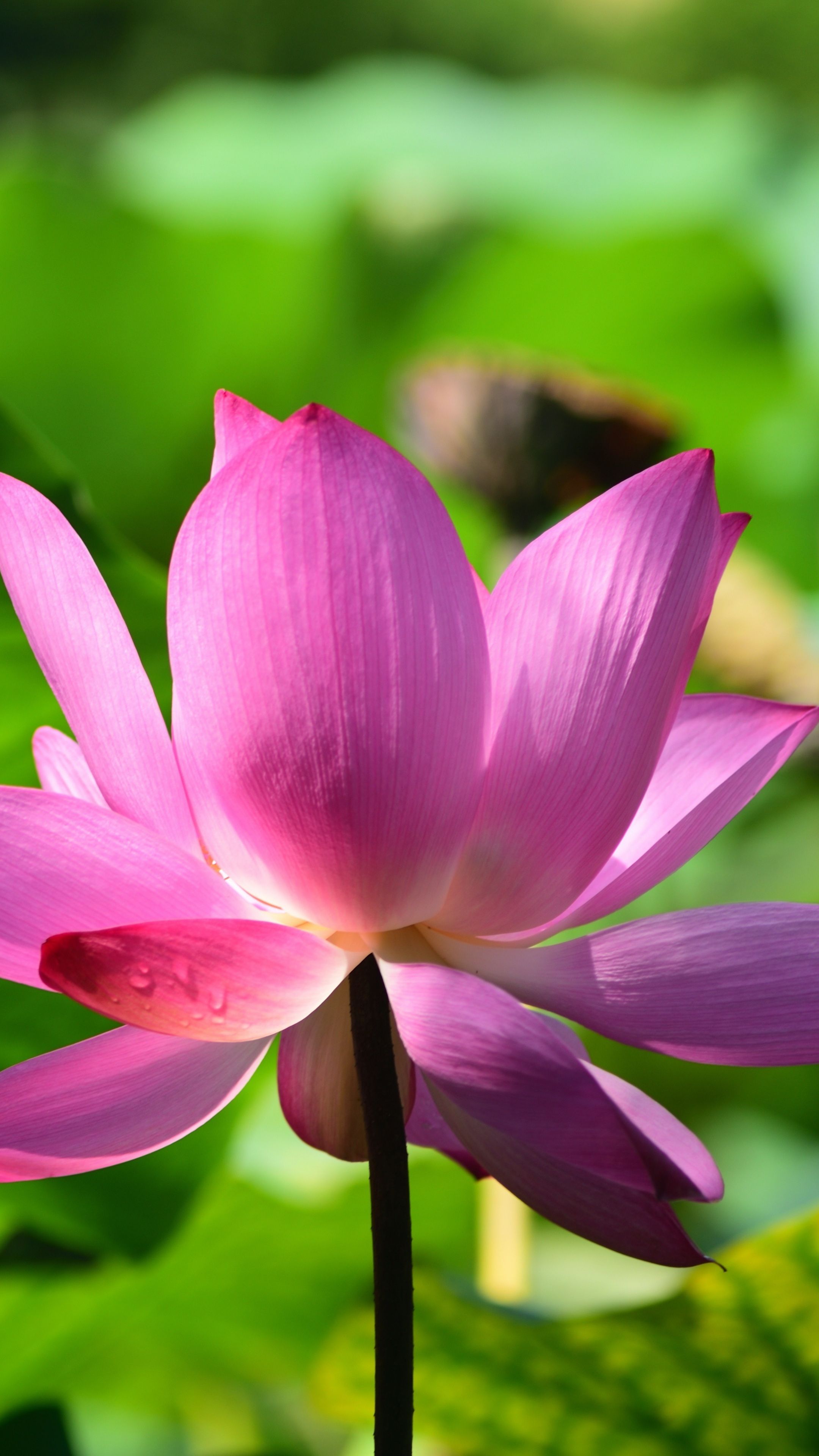 Lotus Flowers , HD Wallpaper & Backgrounds