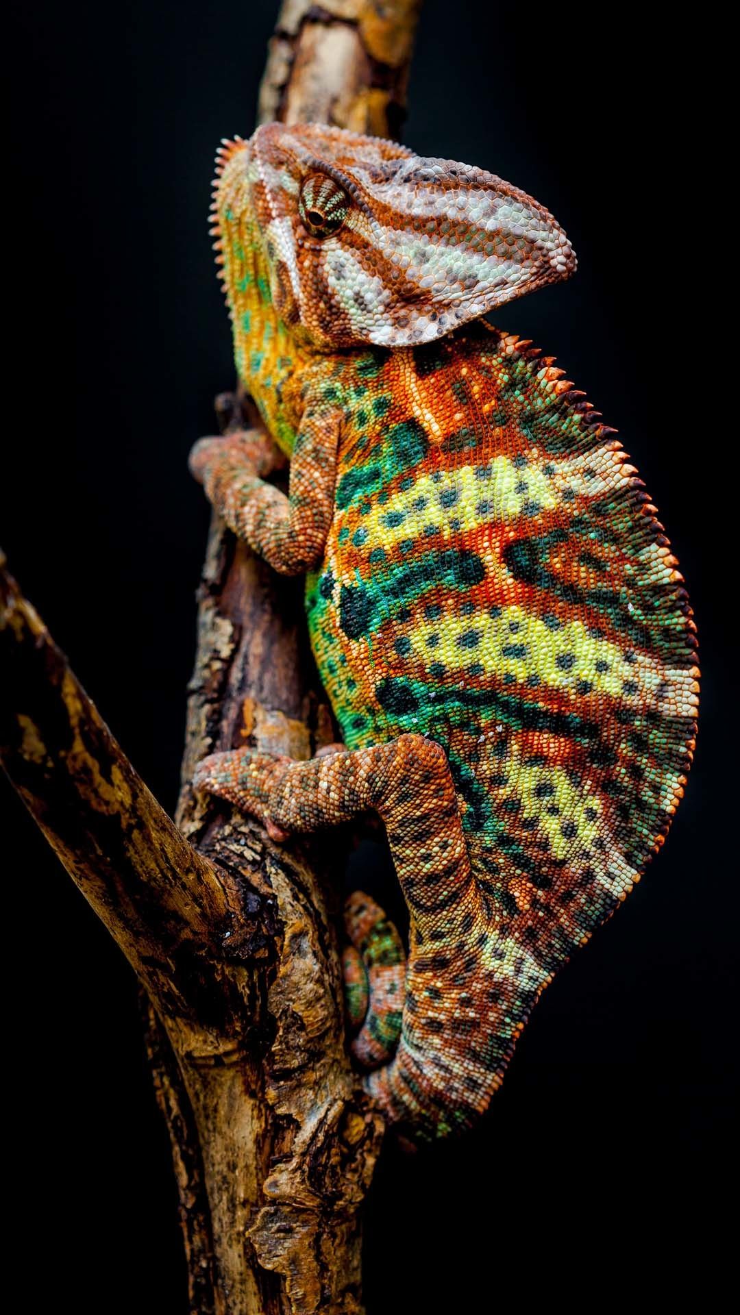 Chameleon Wallpaper Android , HD Wallpaper & Backgrounds