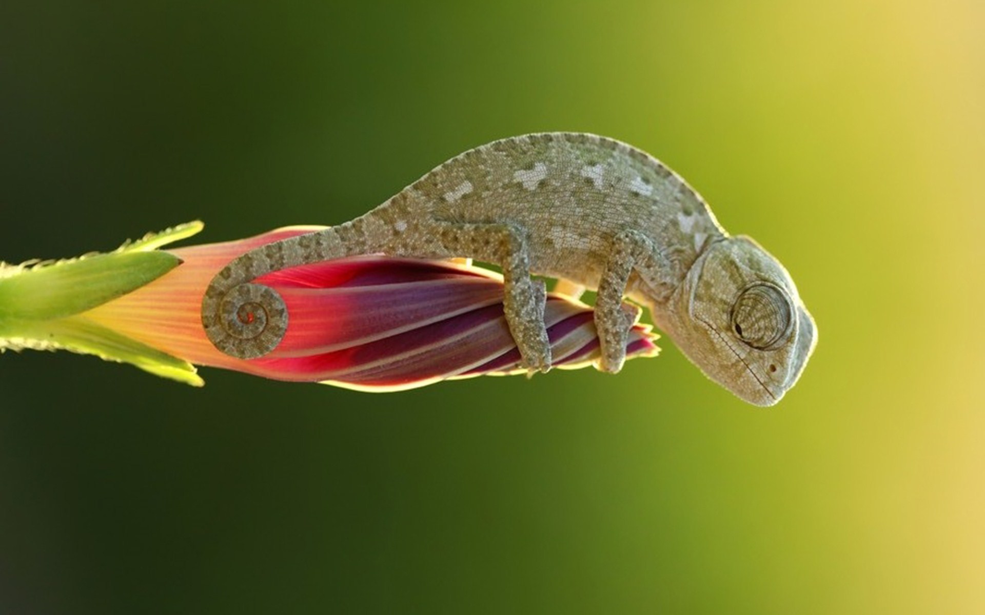 4k Ultra Hd Chameleon Hd Wallpapers , HD Wallpaper & Backgrounds