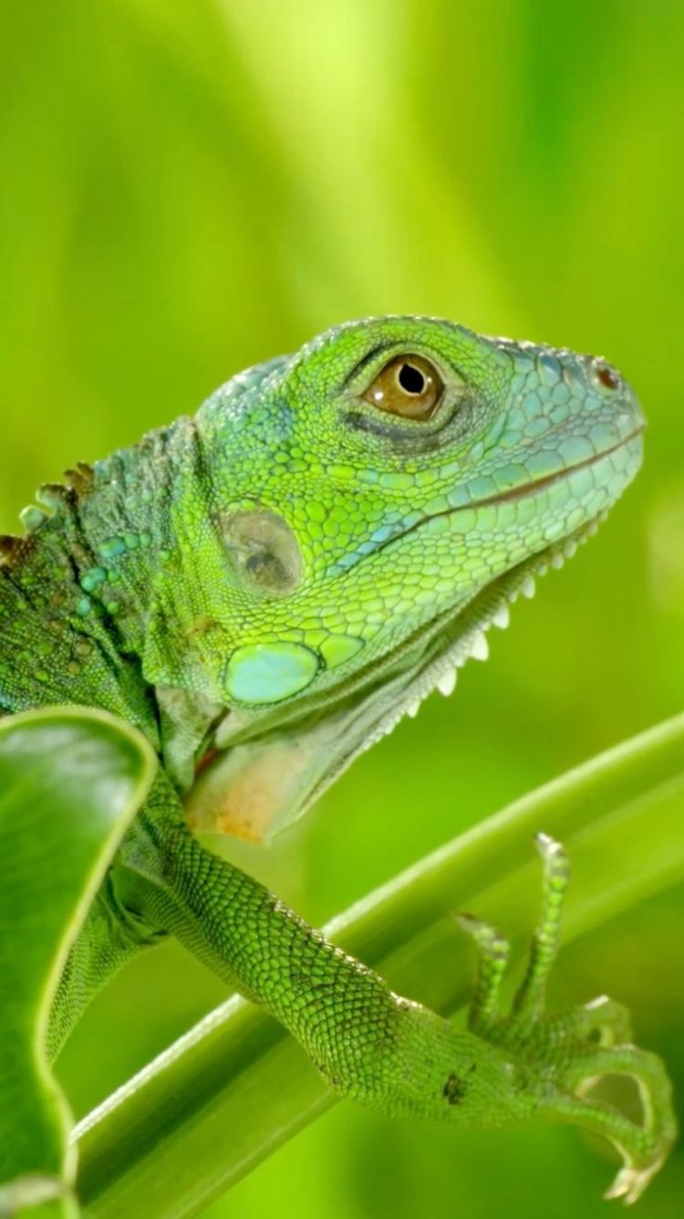 Live Fish Wallpaper For Android Mobile Free Download - Green Iguana , HD Wallpaper & Backgrounds