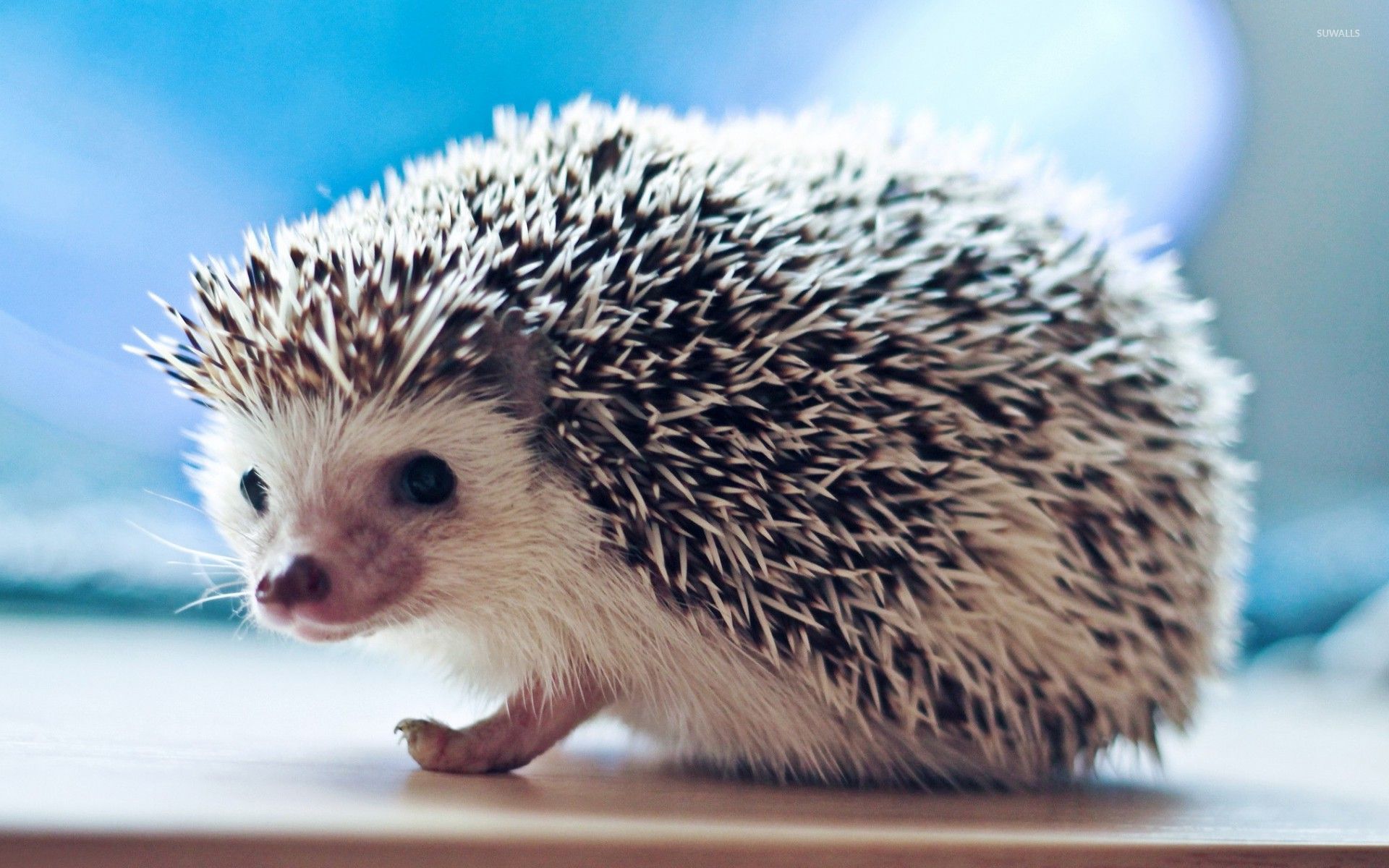Cute Hedgehog , HD Wallpaper & Backgrounds