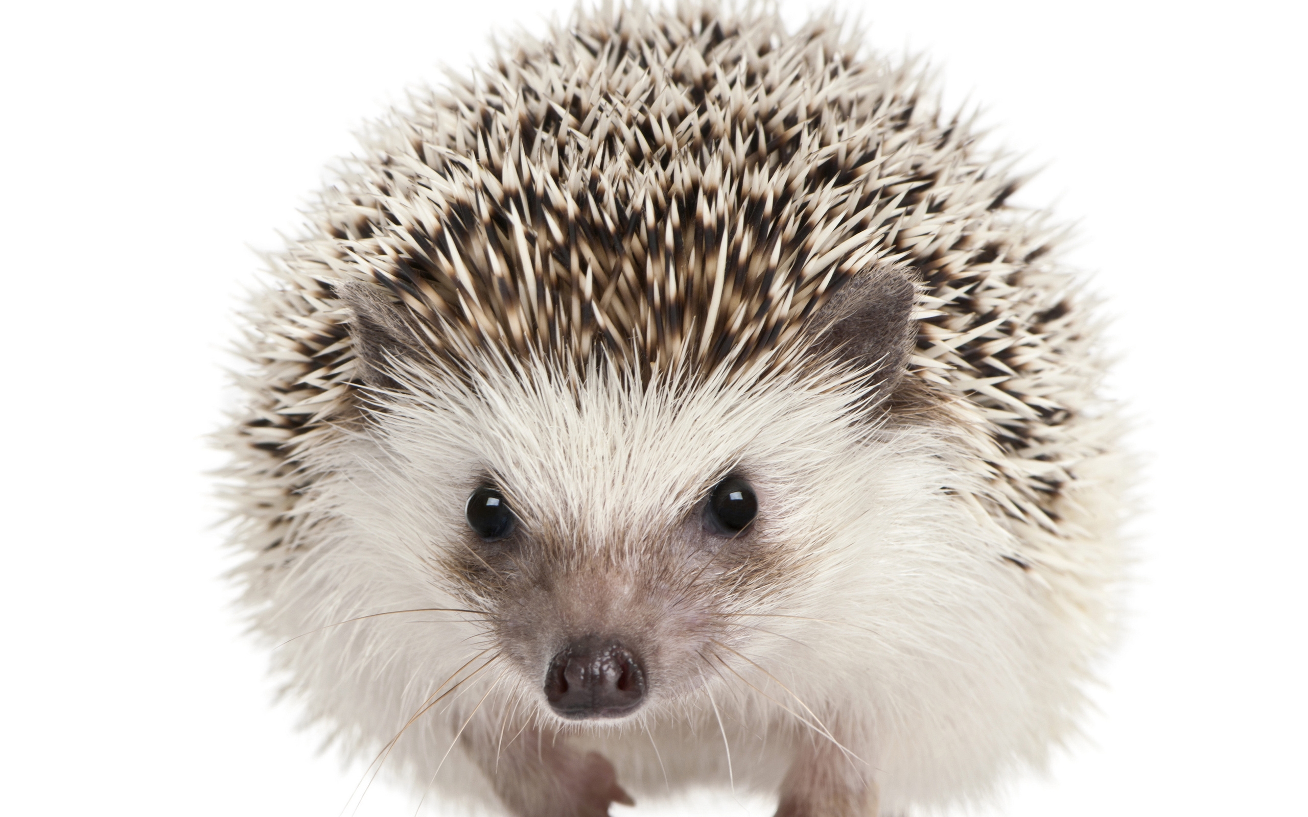 Hedgehog Png , HD Wallpaper & Backgrounds