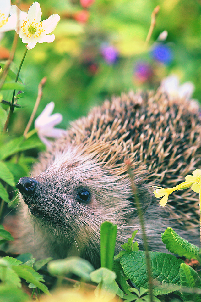 Hedgehog Wallpaper - Spring And Wildlife , HD Wallpaper & Backgrounds