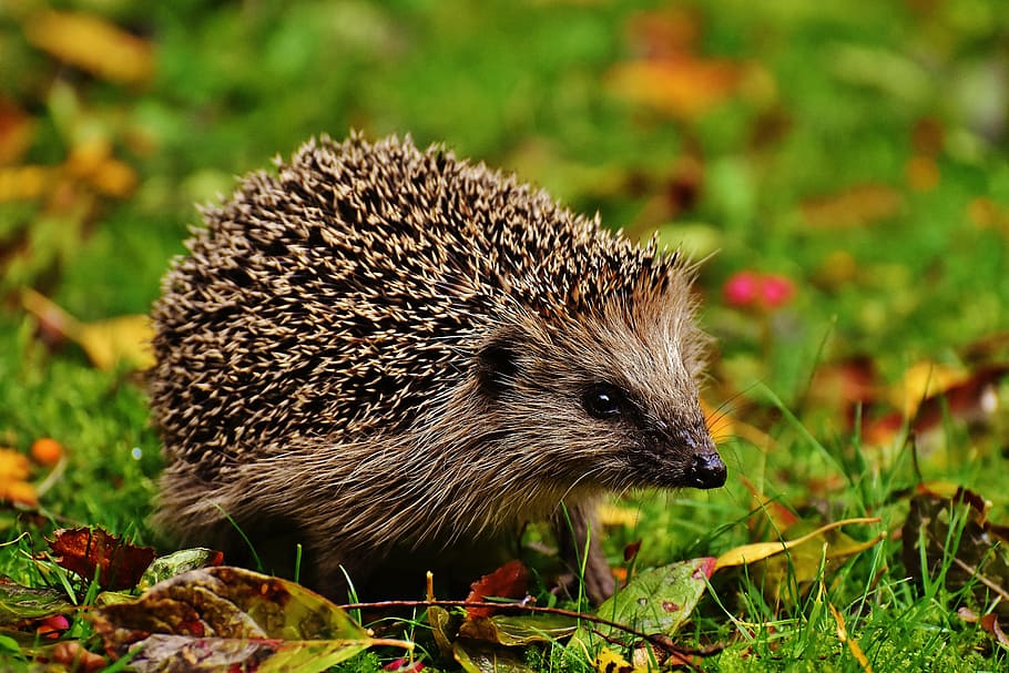 Beige Hedgehog On Green Grass At Daytime, Hedgehog - Uk Hedgehogs , HD Wallpaper & Backgrounds