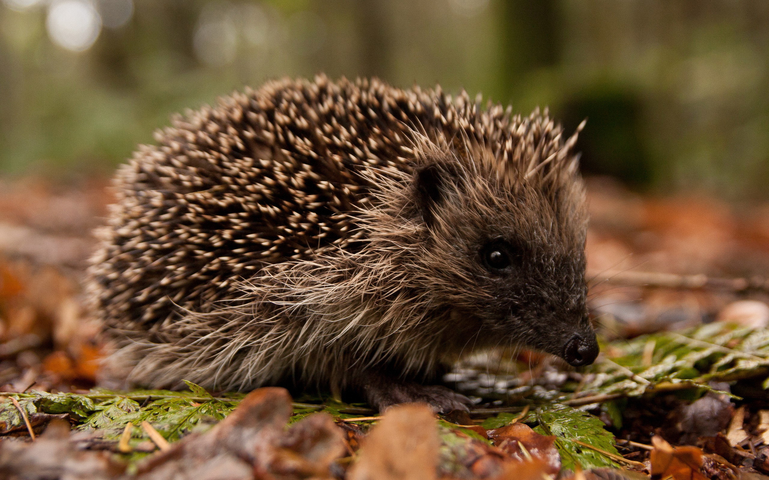 Free Hedgehog High Quality Wallpaper Id - Hedgehog In The Woods , HD Wallpaper & Backgrounds