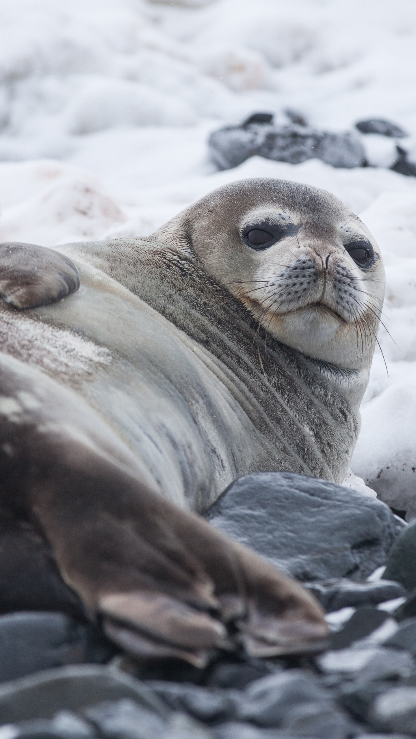Wallpaper Seal, Fat, Lying - Seal Animal , HD Wallpaper & Backgrounds