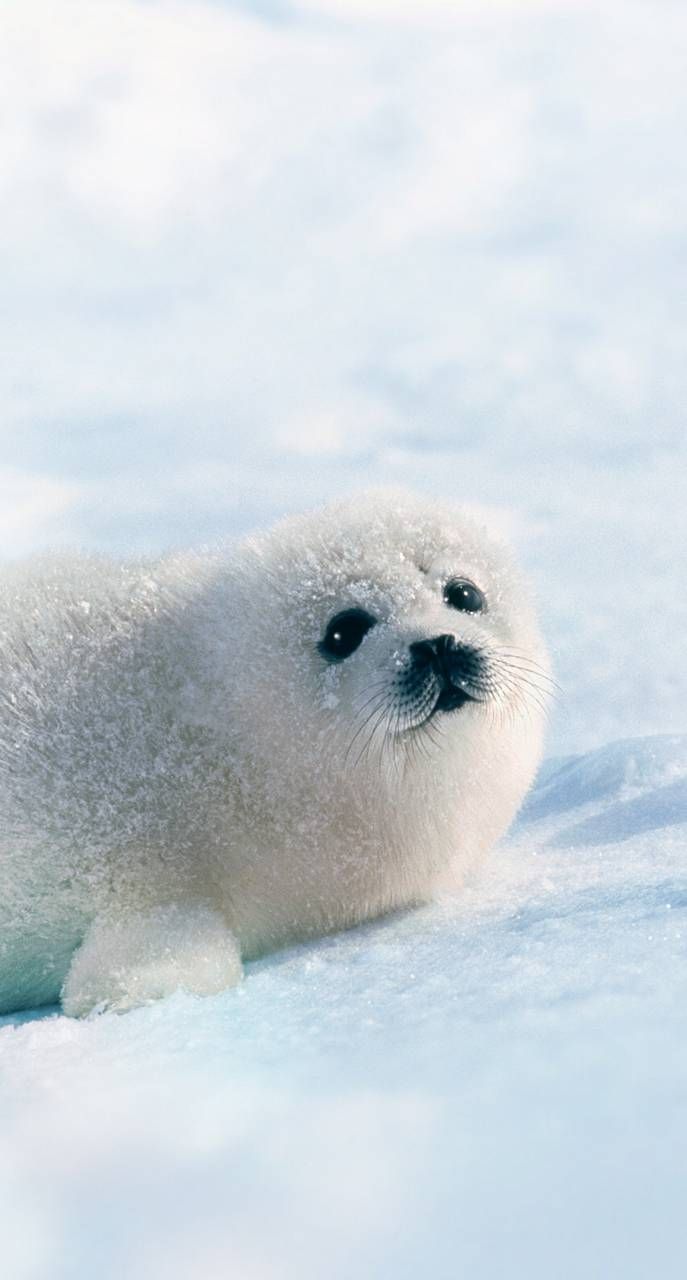 Cute Seals , HD Wallpaper & Backgrounds