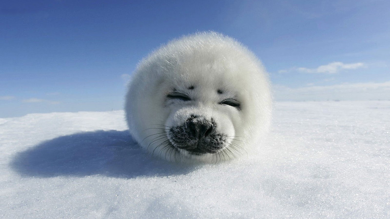 Hd Baby Seal Wallpaper With A Baby Seal Resting On - Baby Seals In Snow , HD Wallpaper & Backgrounds