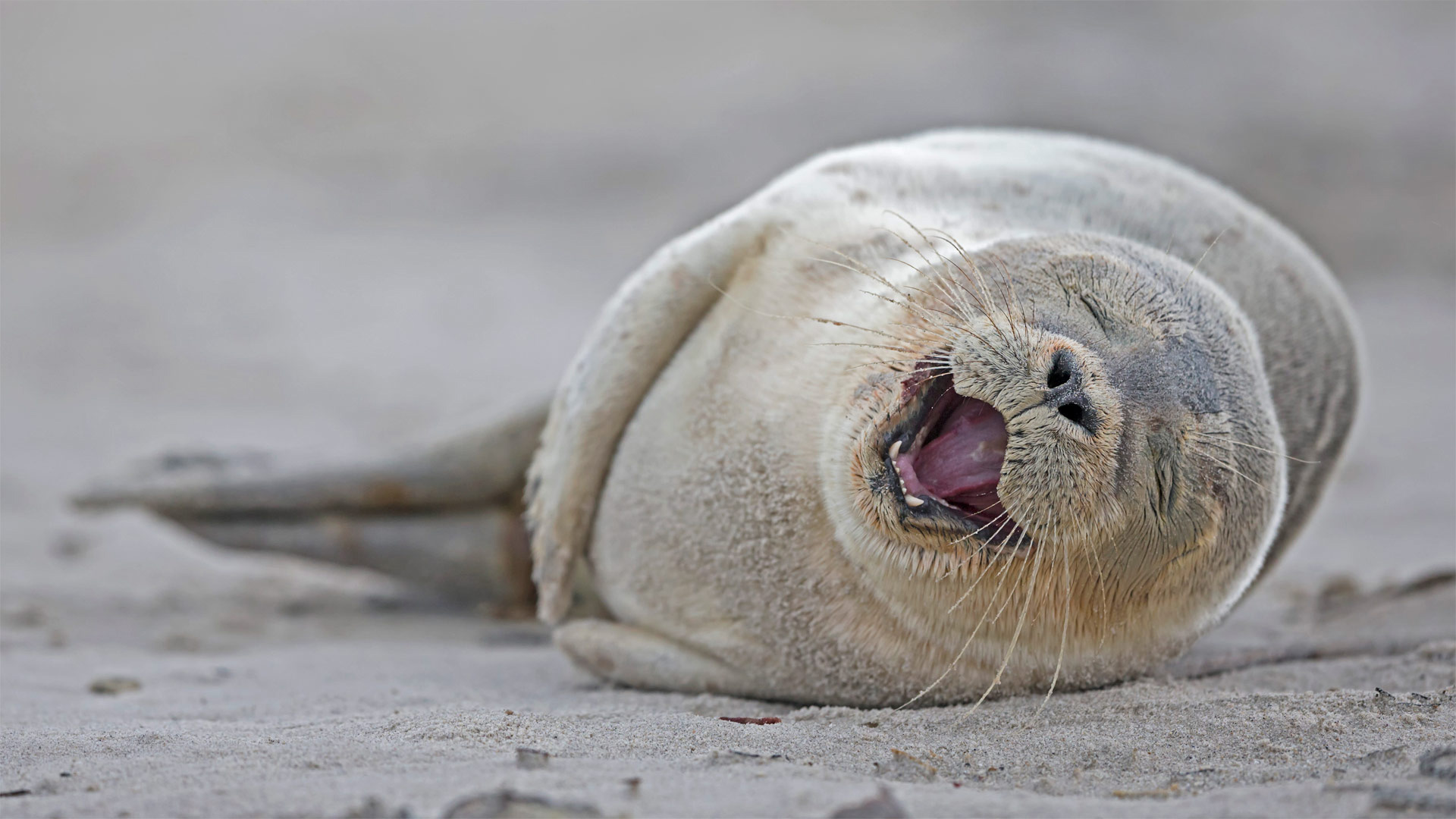Harbor Seal Pup Lying On The Beach Heligoland Germany , HD Wallpaper & Backgrounds