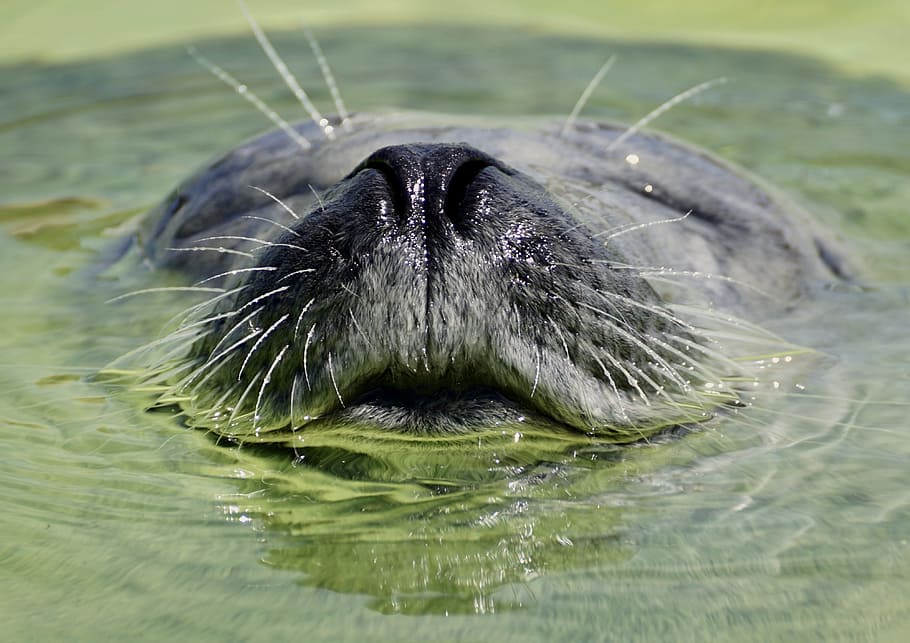 Closeup Photography Of Gray Seal, Black And Gray, Aquarium, - Seal Hd , HD Wallpaper & Backgrounds