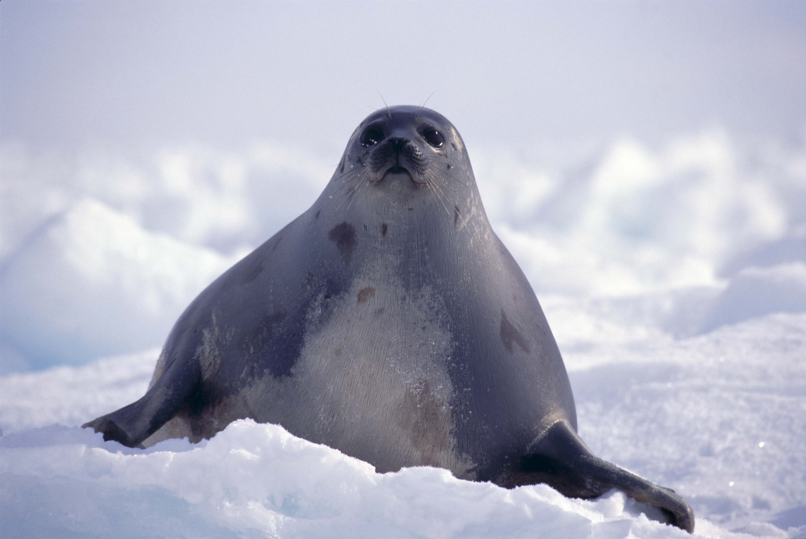 Seal Wallpaper - Seal Animal - Seal Desktop , HD Wallpaper & Backgrounds