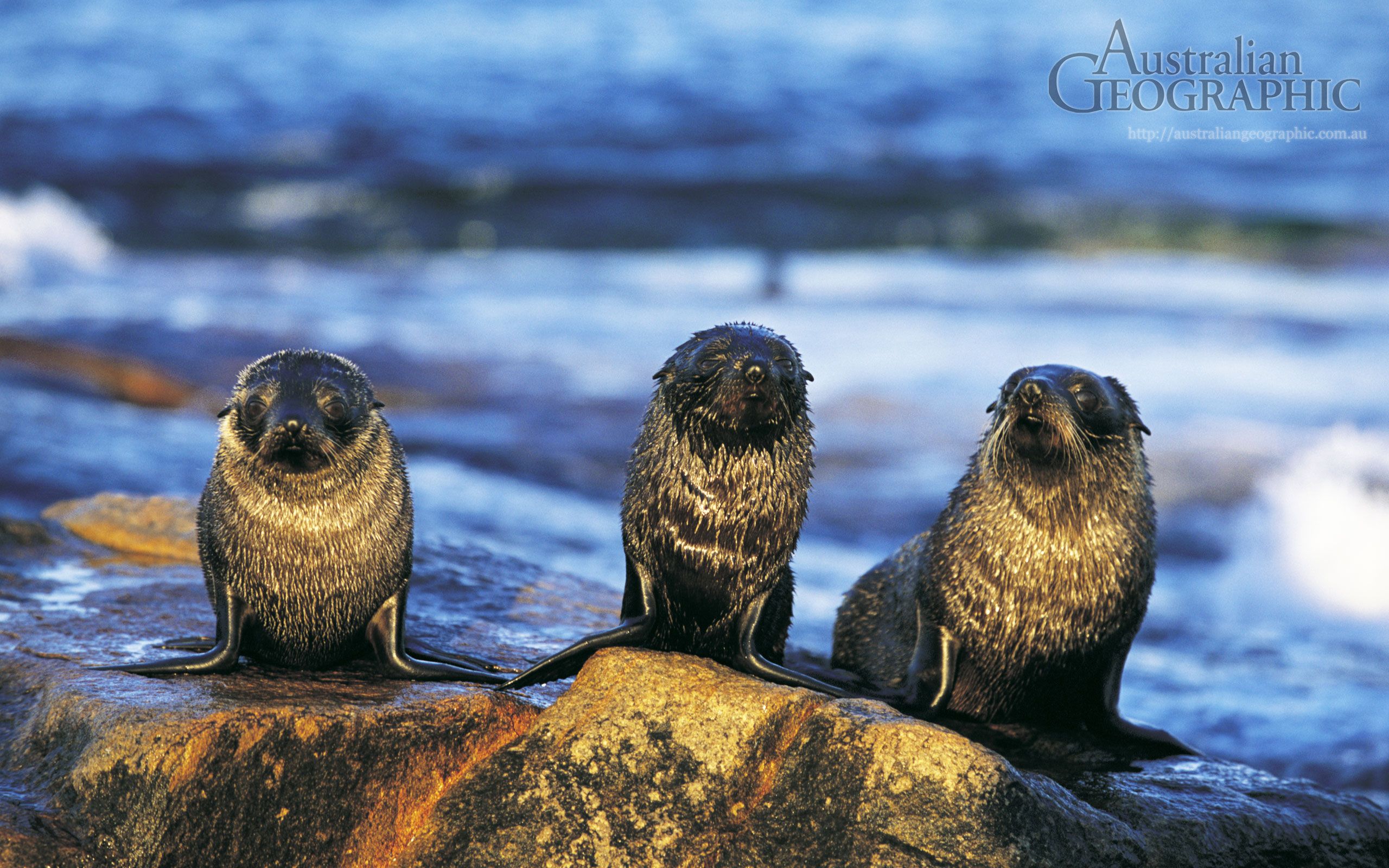 Fur Seal Pups - Fur Seal Desktop Background , HD Wallpaper & Backgrounds