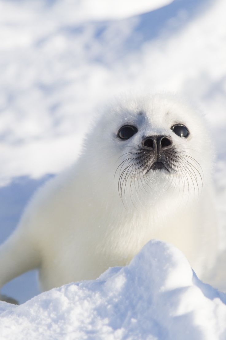 Best Seals Images - Baby White Fluffy Seal , HD Wallpaper & Backgrounds