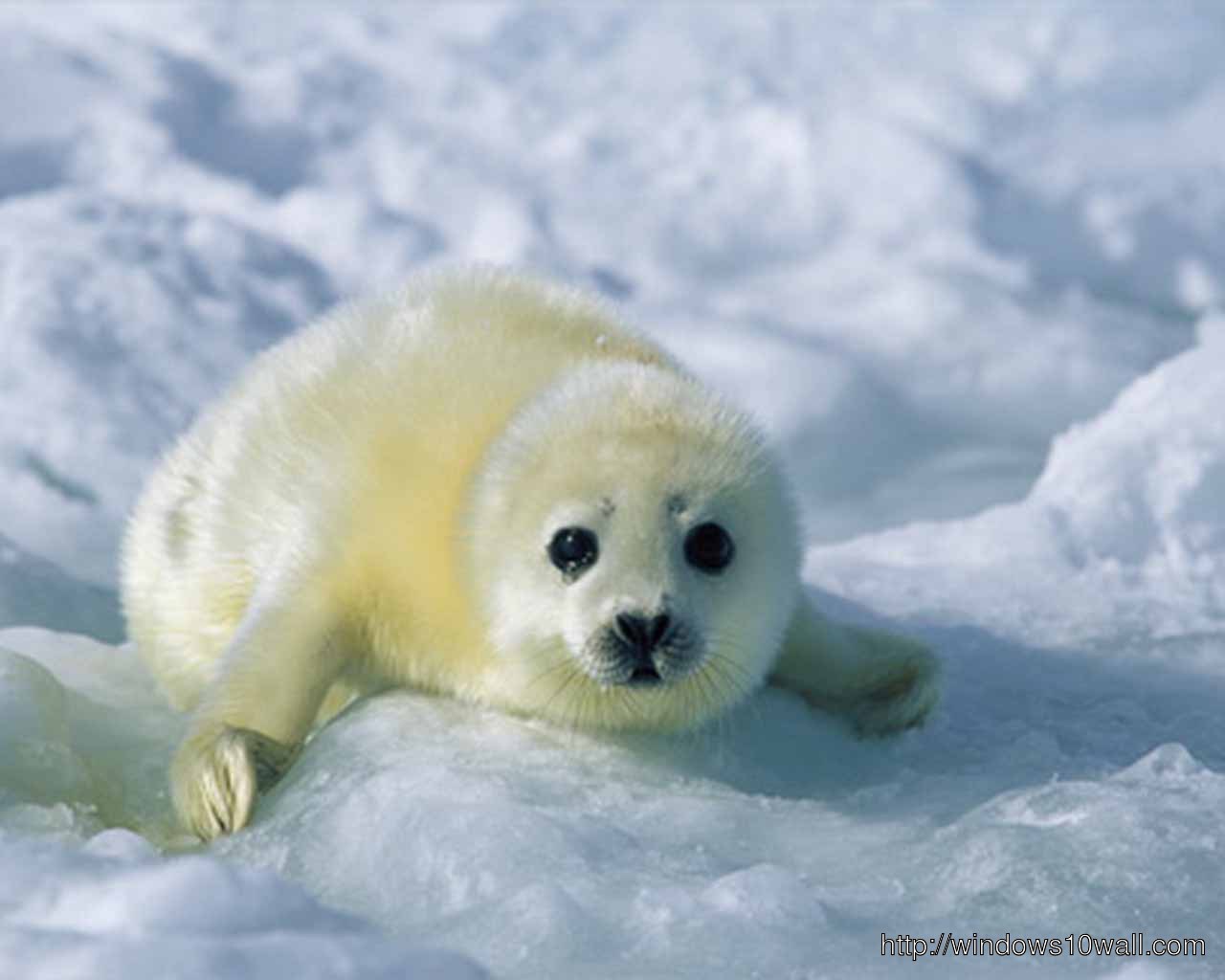 Cute Antarctic Fur Seal , HD Wallpaper & Backgrounds